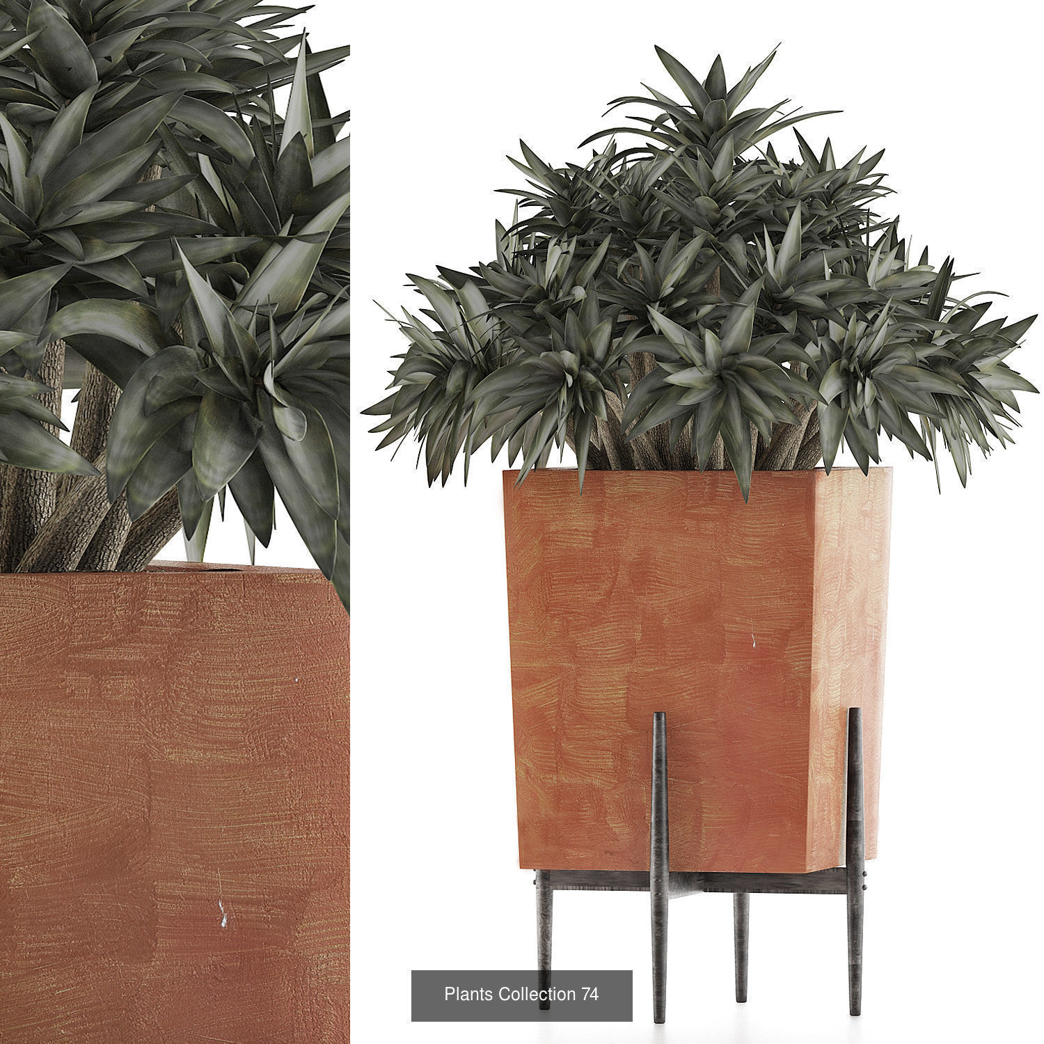 Big Plants Collection 06 _44