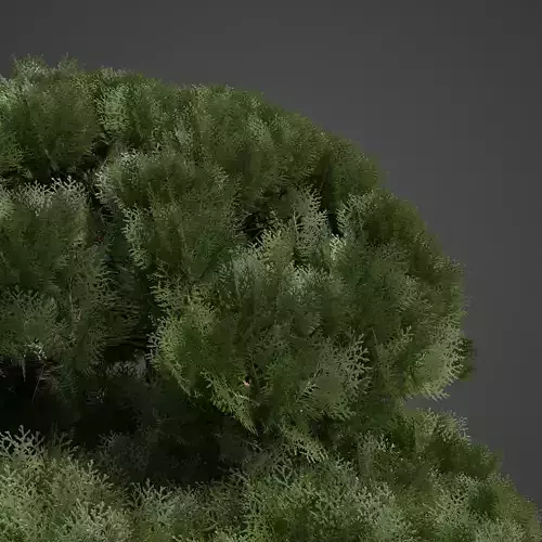 2021 PBR Golden Oriental Arborvitae Collection  3D model