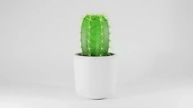 Cactus D in pot