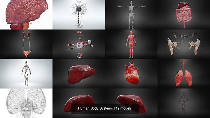 Human Body Systems 3D Model Collection