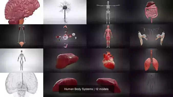 Human Body Systems 3D Model Collection
