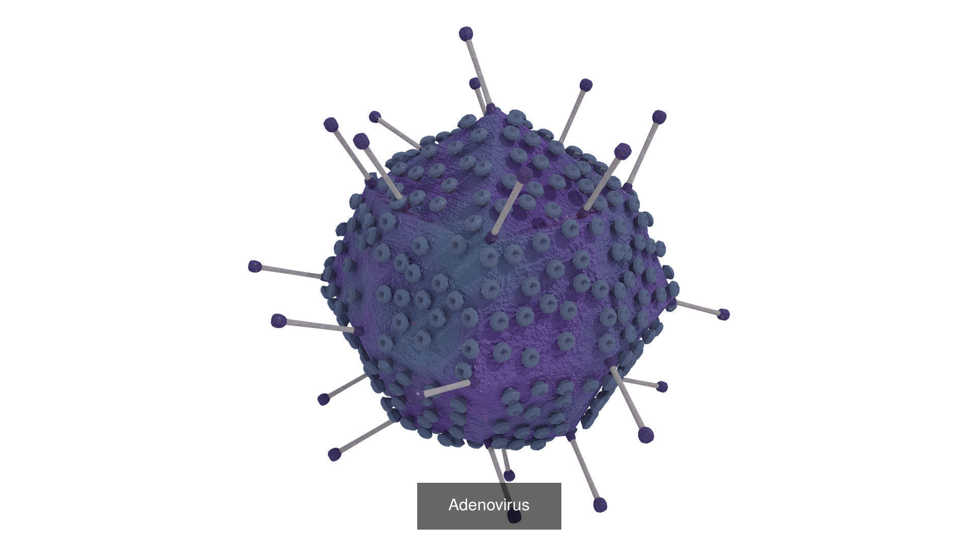 6 Virus 3d models package 3D Model Collection_1