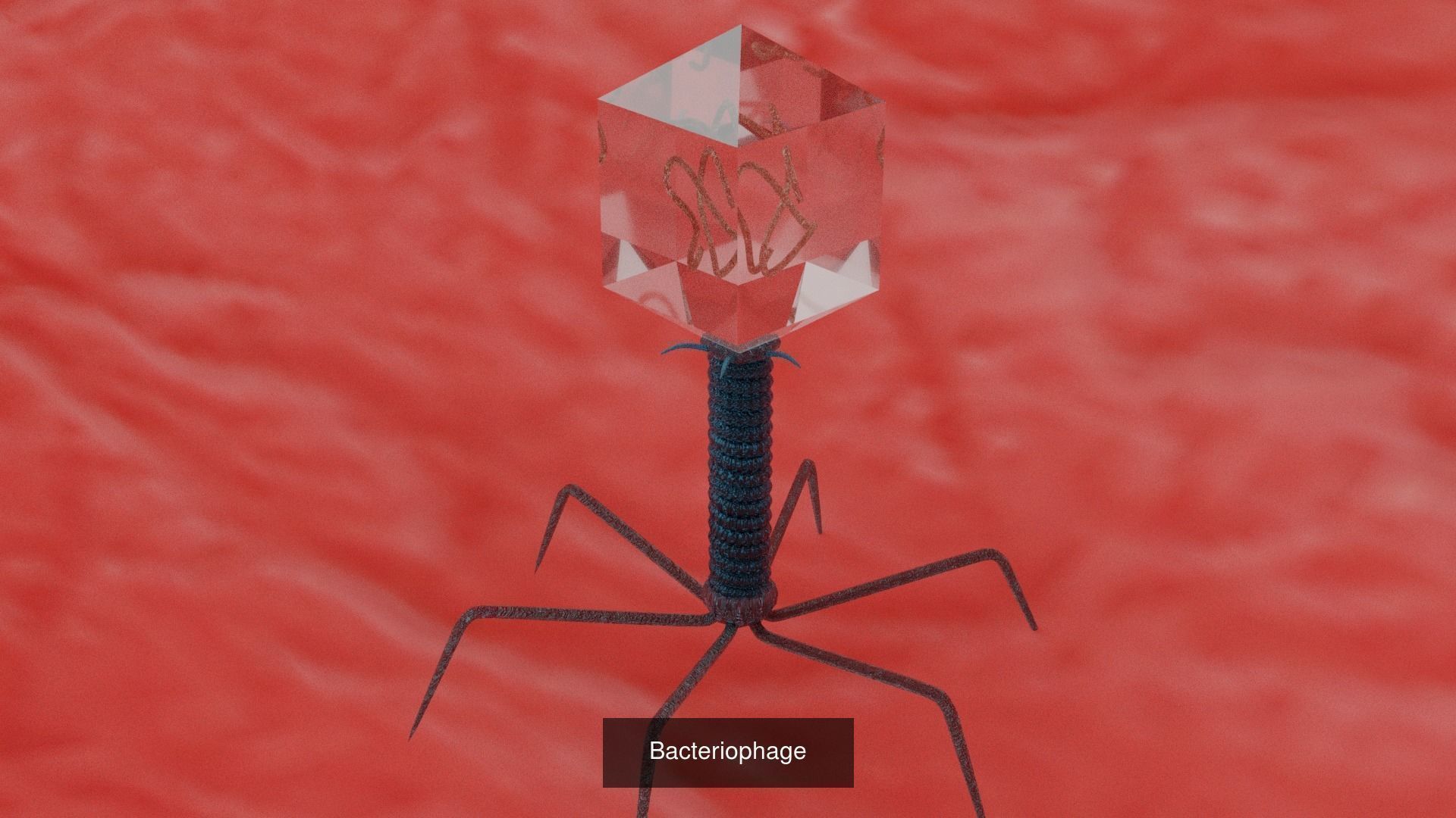 6 Virus 3d models package 3D Model Collection_5