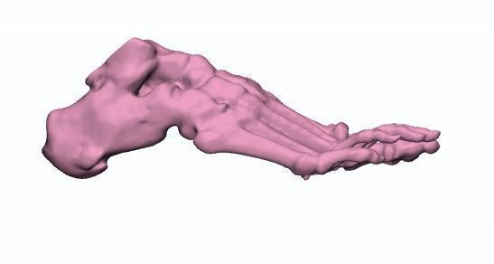 Human Feet  3D Model Female 3D print model_5