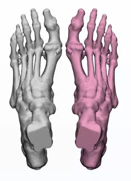 Human Feet  3D Model Female 3D print model_0