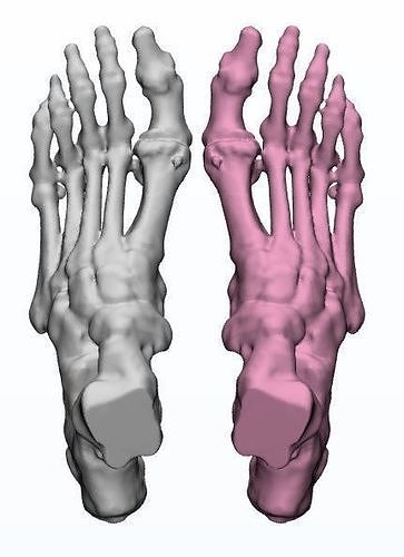 Human Feet  3D Model Female 3D print model