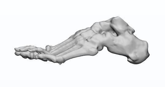 Human Feet  3D Model Female 3D print model_4