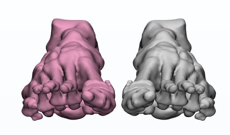 Human Feet  3D Model Female 3D print model_7