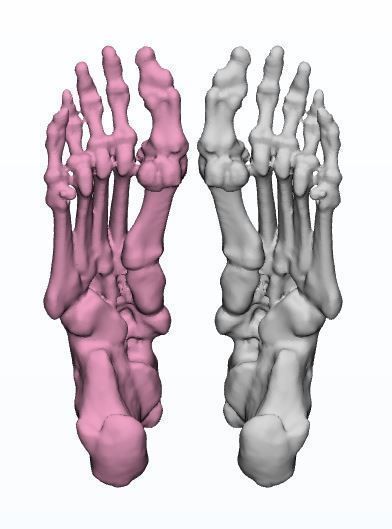 Human Feet  3D Model Female 3D print model_3