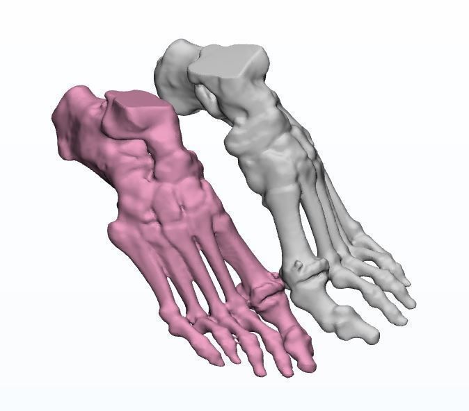 Human Feet  3D Model Female 3D print model_8