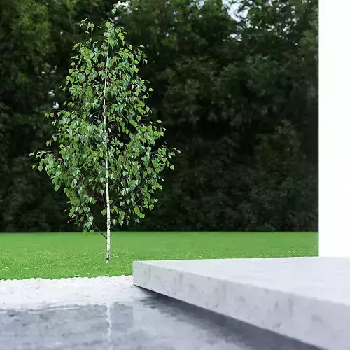 Betula Pendula 2 And A Half m 001