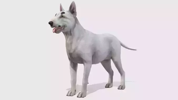 Dog - Bull Terrier Low-poly 3D model