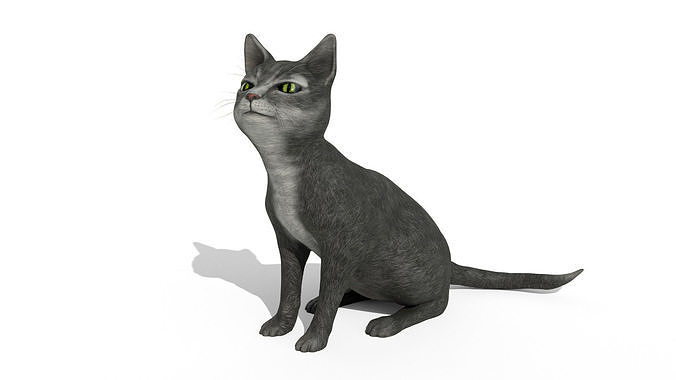 Cat pet 3D model