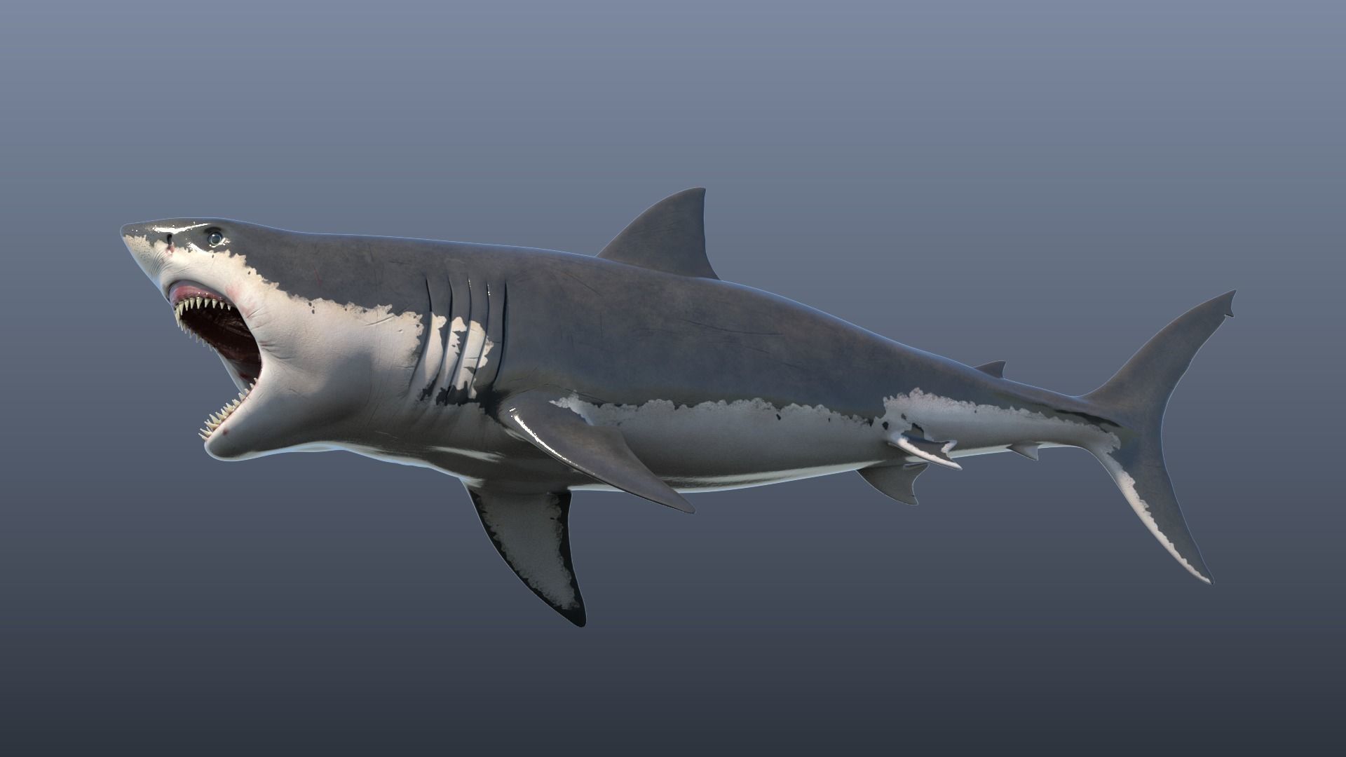 Great White Shark Model 3D model_7