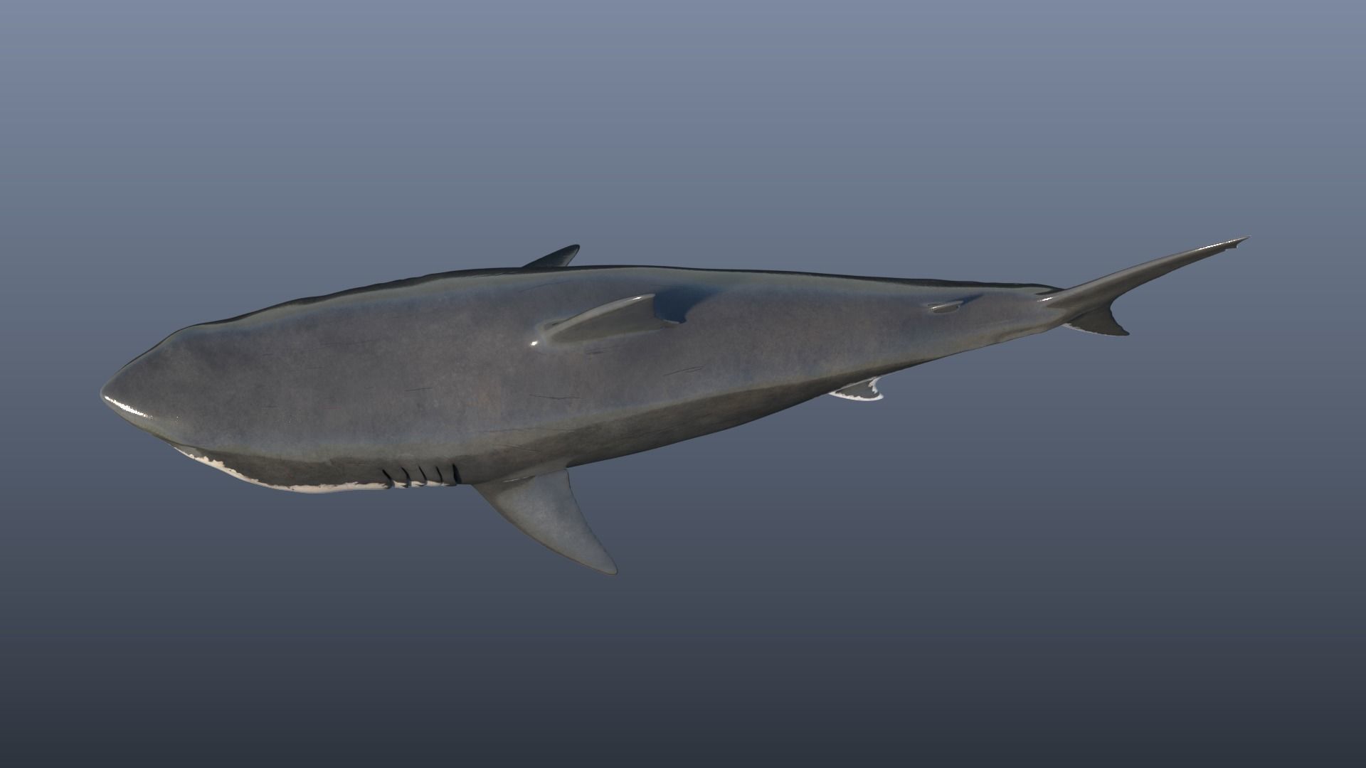 Great White Shark Model 3D model_8