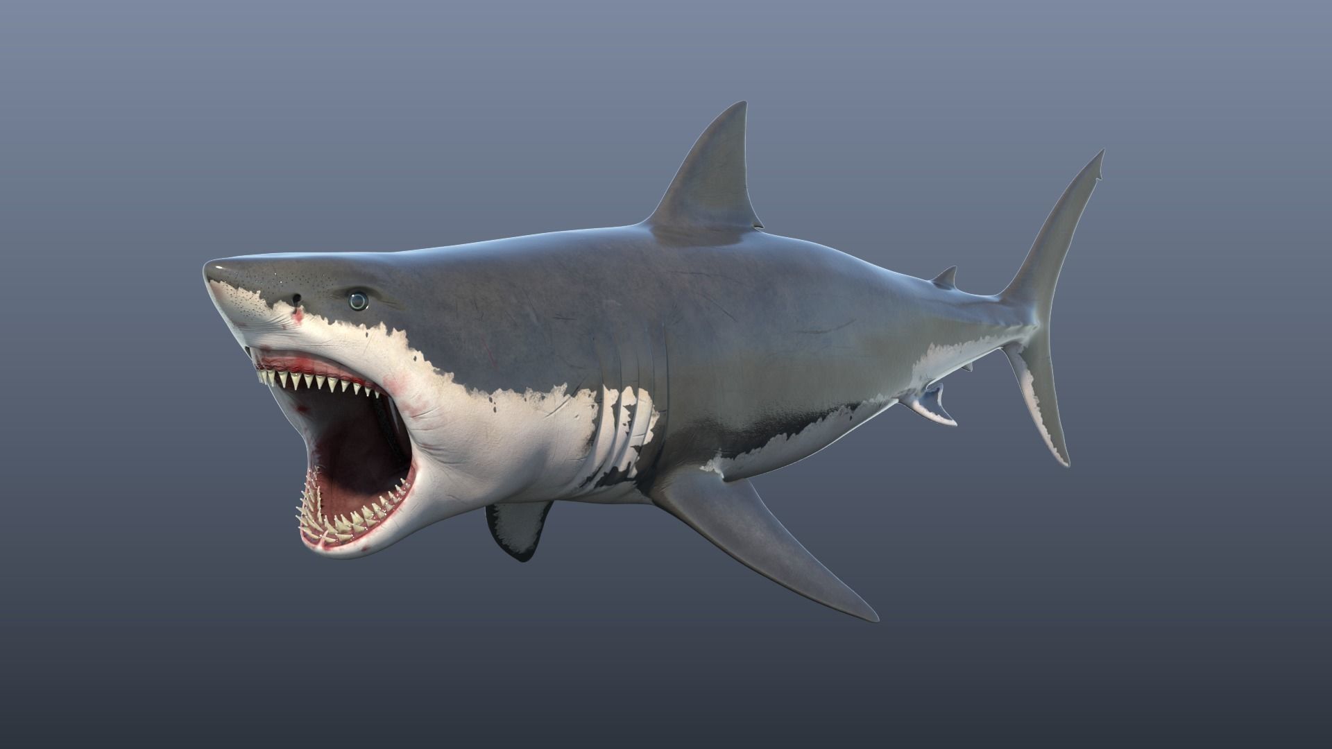 Great White Shark Model 3D model_6
