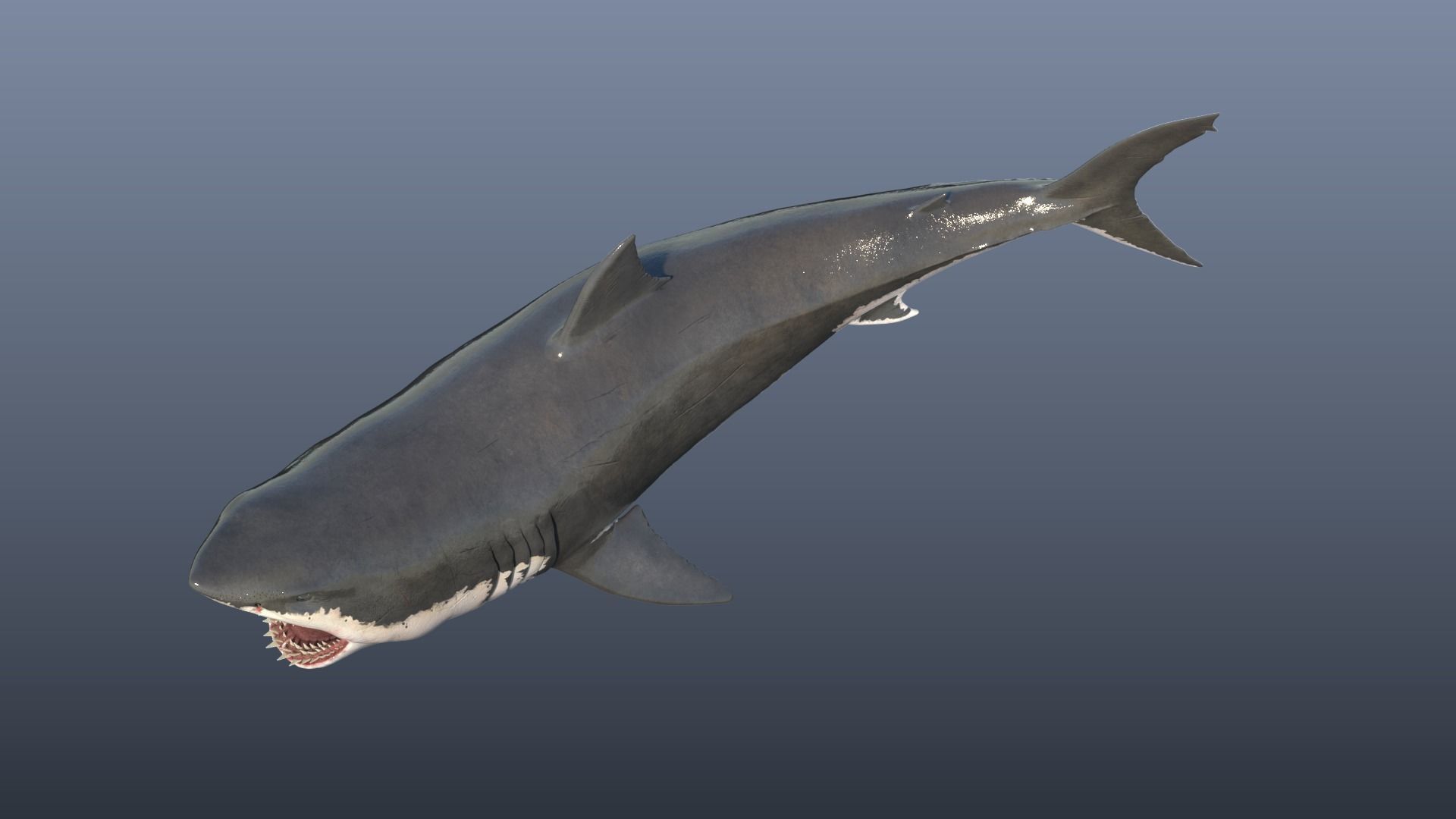 Great White Shark Model 3D model_4