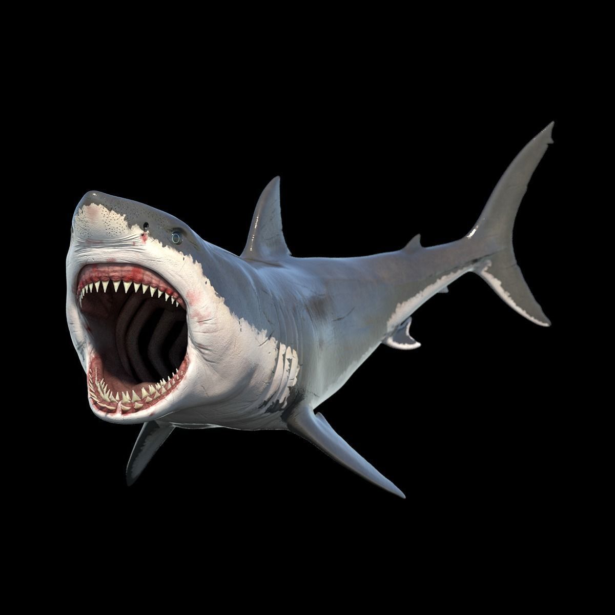 Great White Shark Model 3D model_10