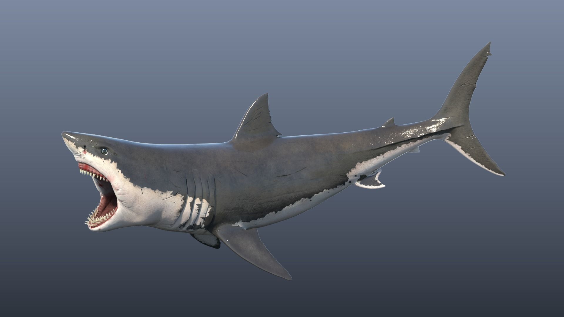 Great White Shark Model 3D model_3
