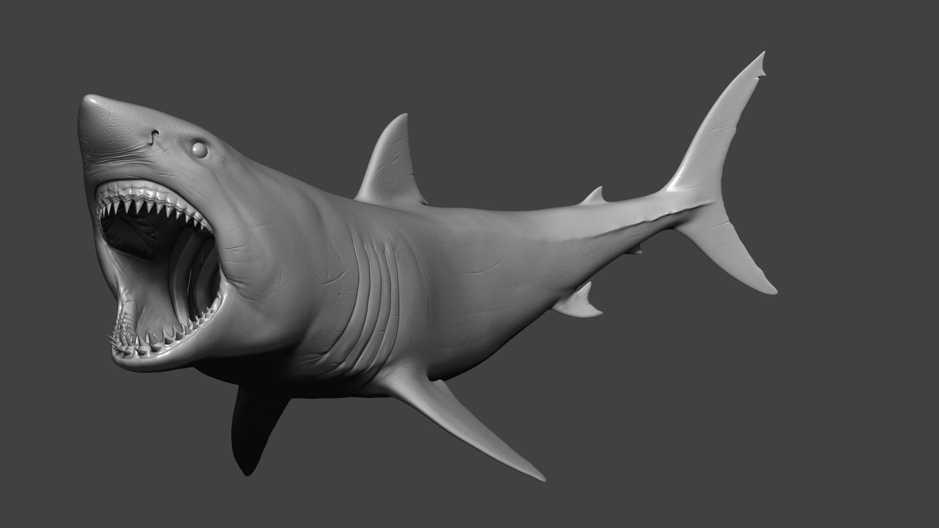 Great White Shark Model 3D model_1