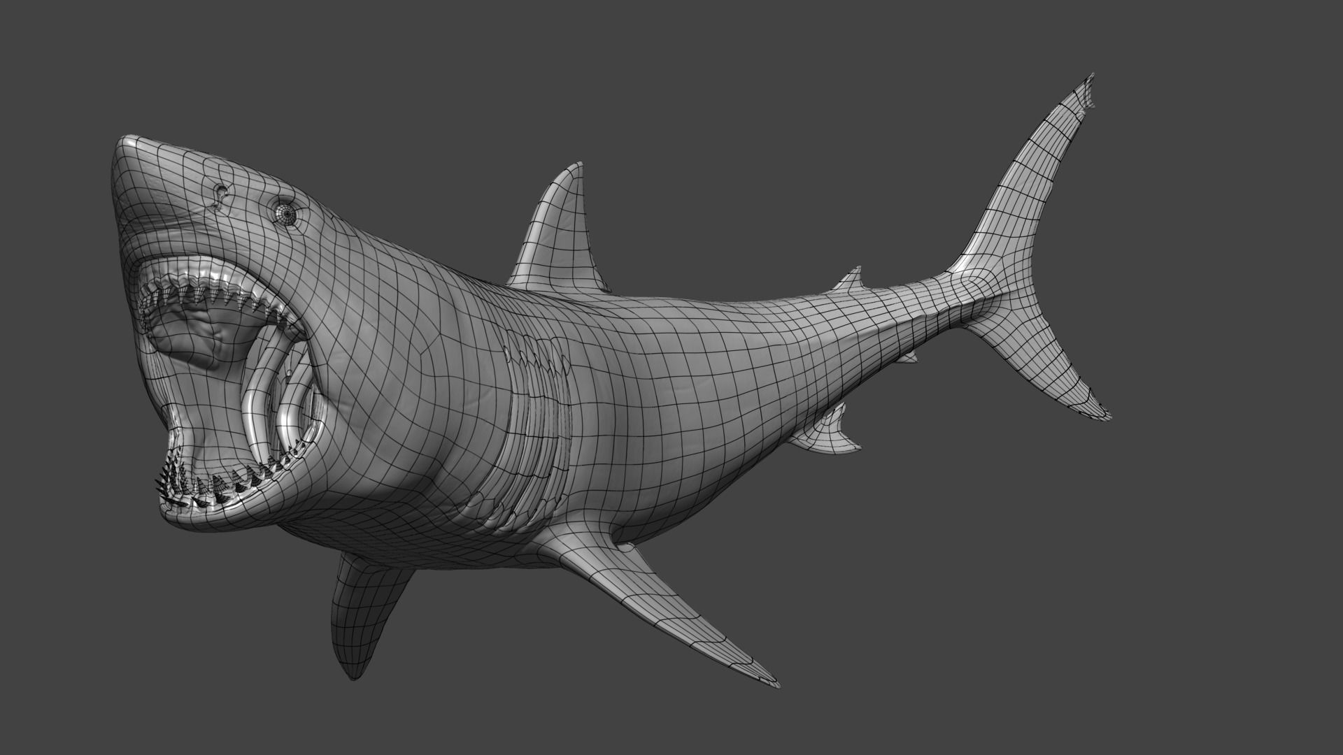Great White Shark Model 3D model_2