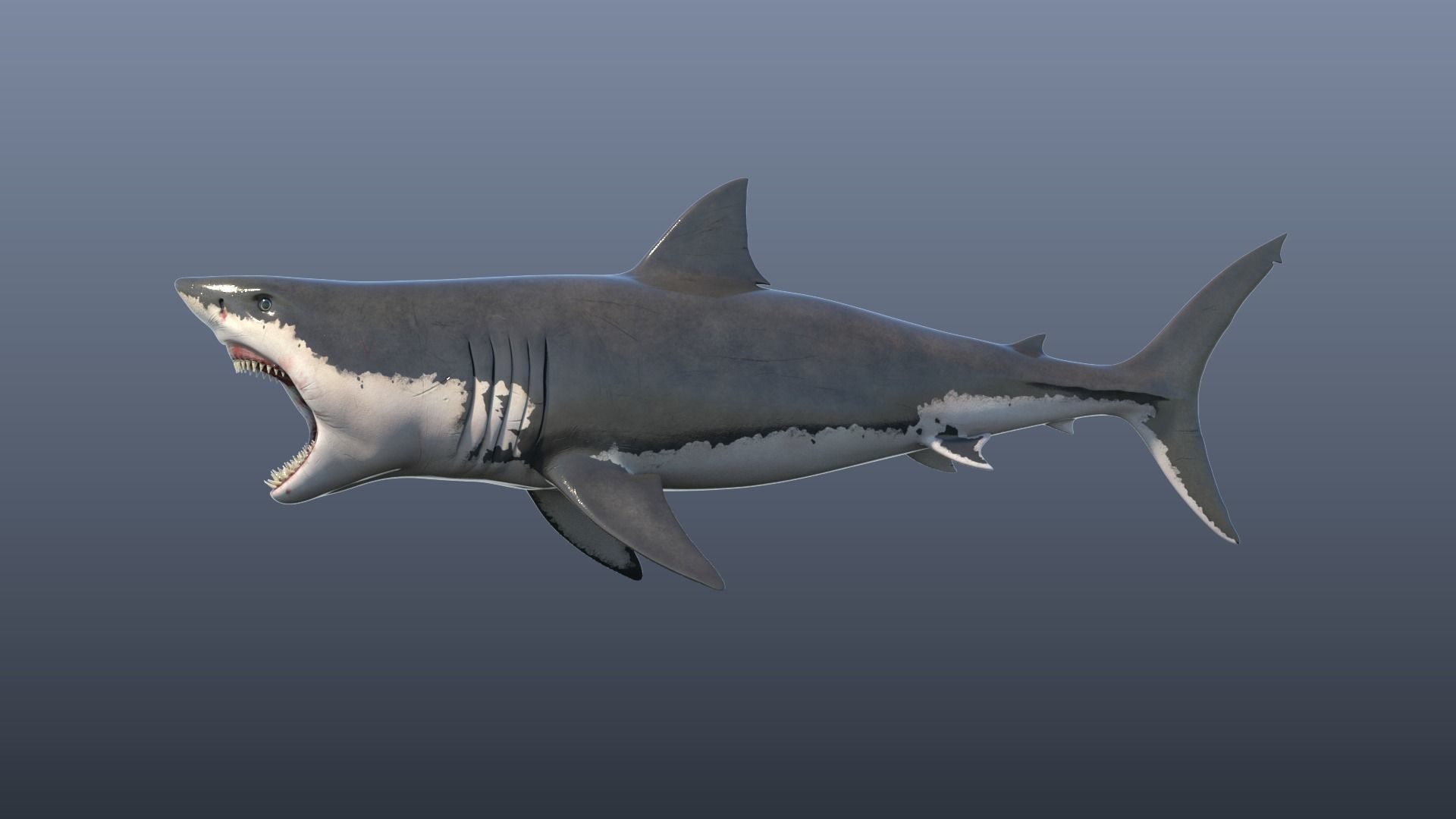 Great White Shark Model 3D model_9