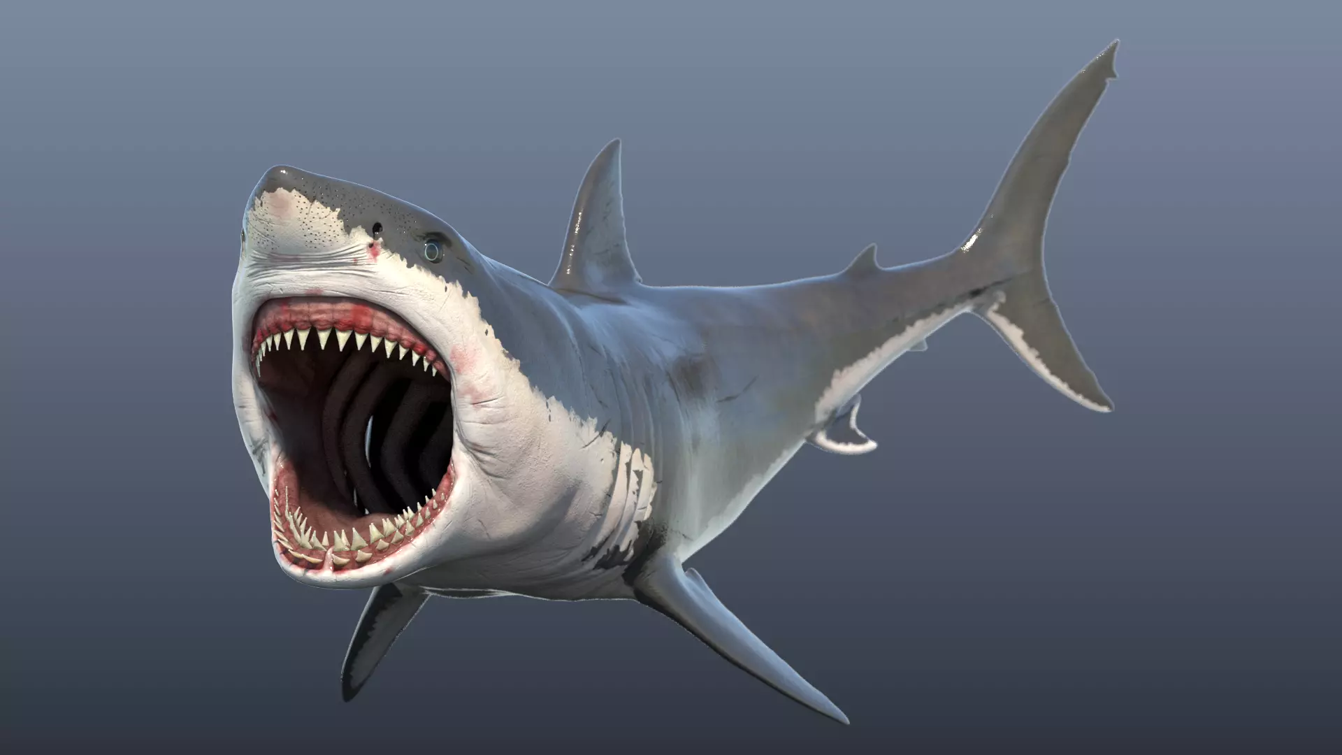 Great White Shark Model 3D model_0