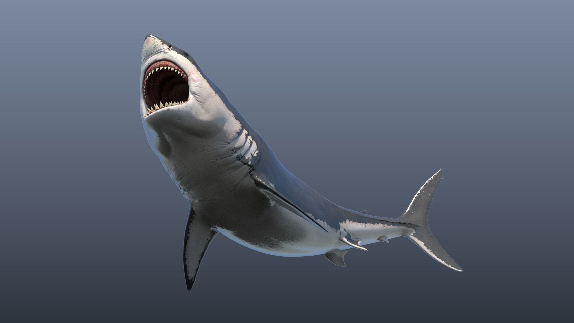 Great White Shark Model 3D model_5