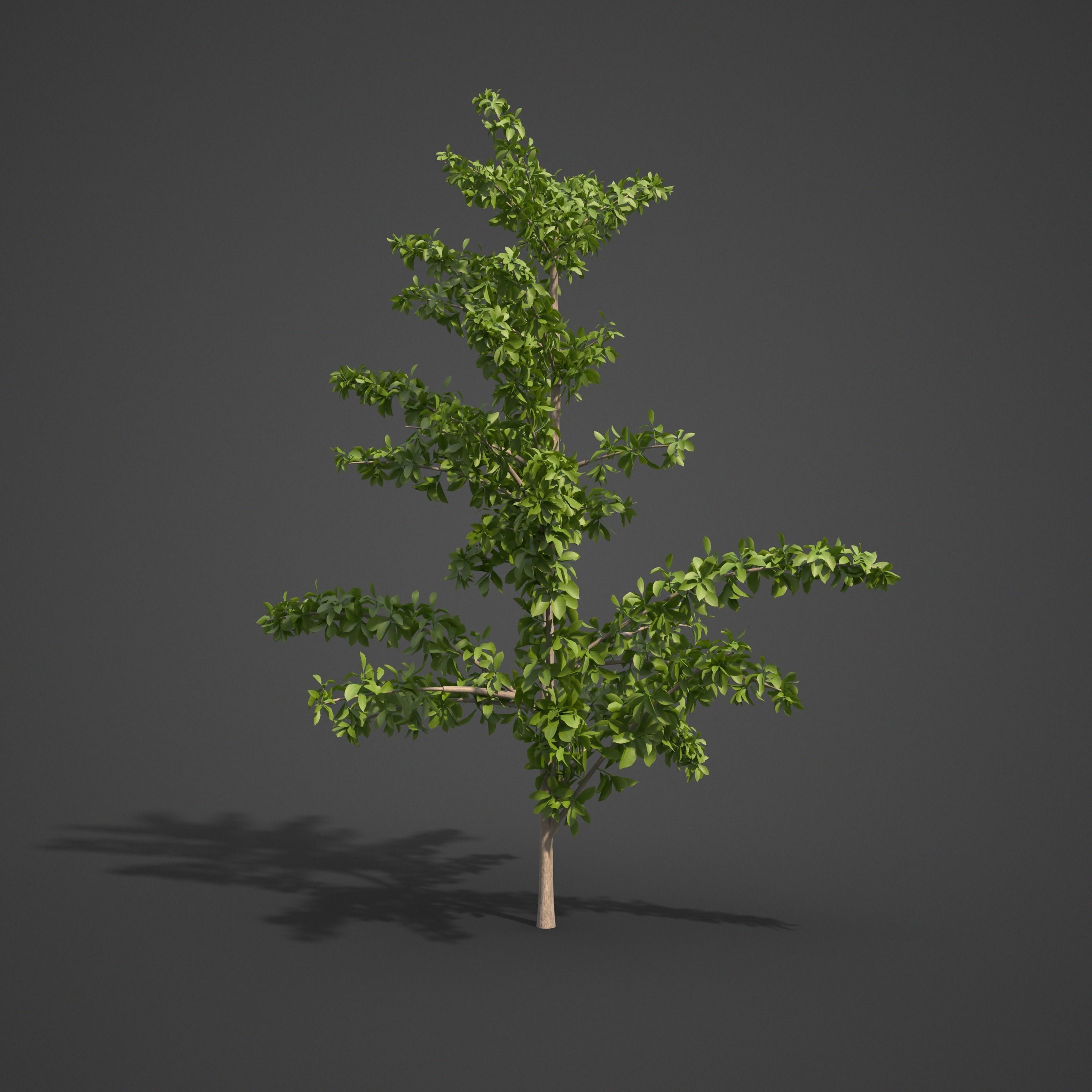 2021 PBR Asia Library 3D model_27