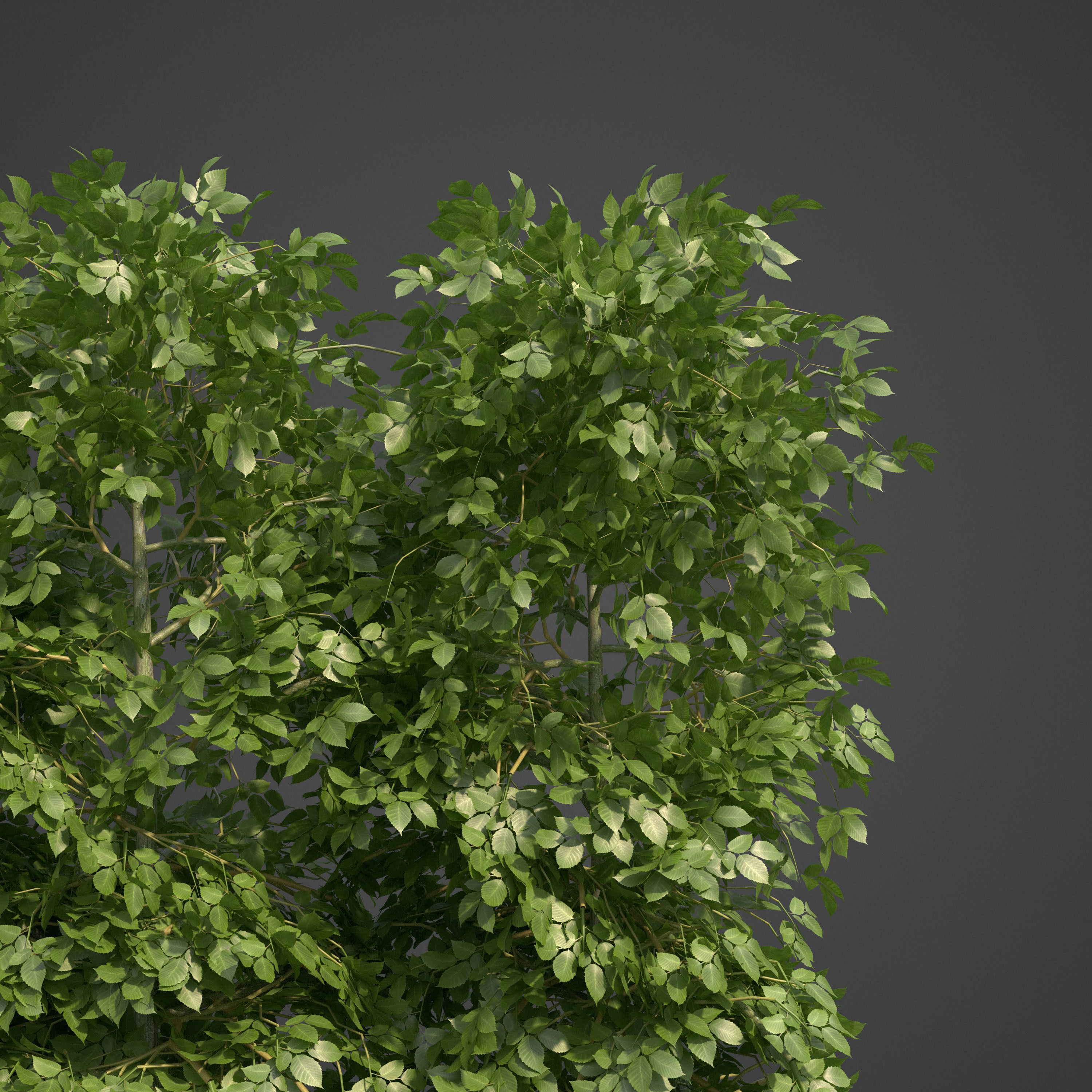 2021 PBR Landscaping Library  3D model_2