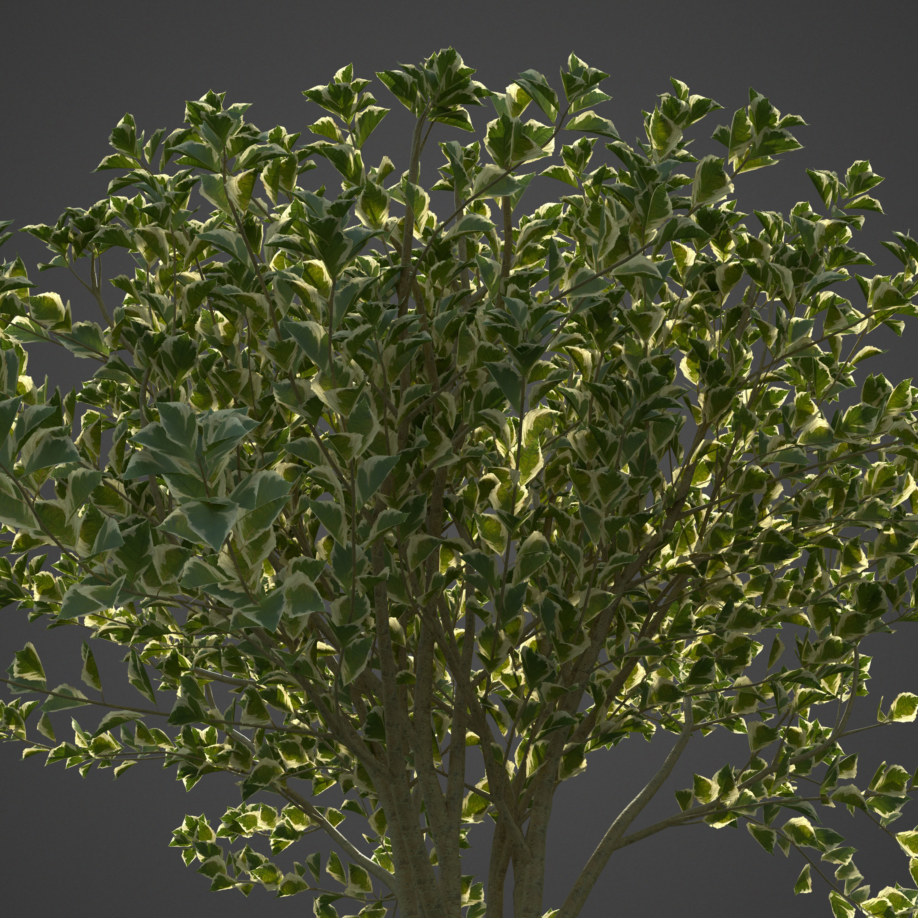 2021 PBR Landscaping Library  3D model_18