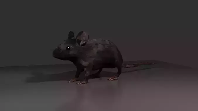 Rat 3d model