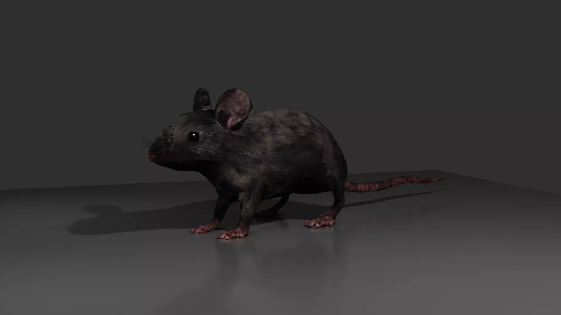 Rat 3d model 3D model_0