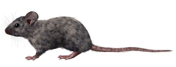 Rat 3d model 3D model_3