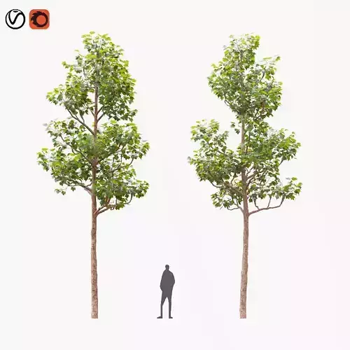 Pollarded London planetree 9m 3D model
