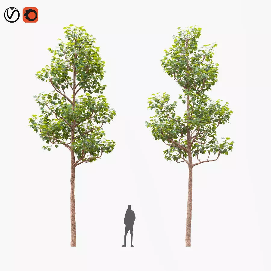 Pollarded London planetree 9m 3D model_0