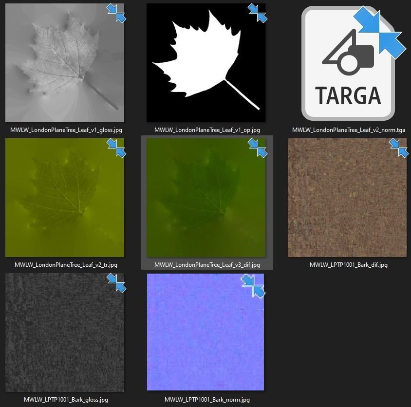 Pollarded London planetree 9m 3D model_5