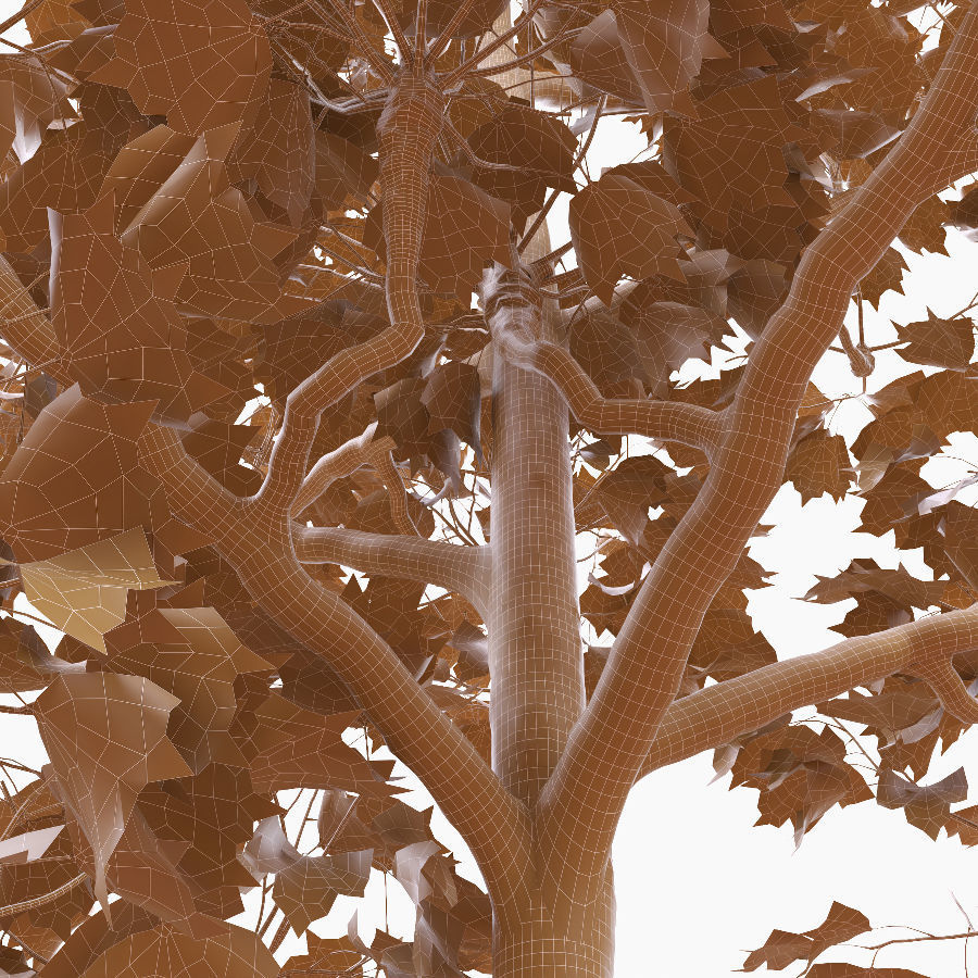 Pollarded London planetree 9m 3D model_3