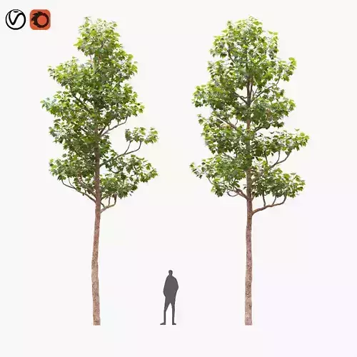 Pollarded London planetree 10m 3D model Pollarded London planetree 10m 3D model