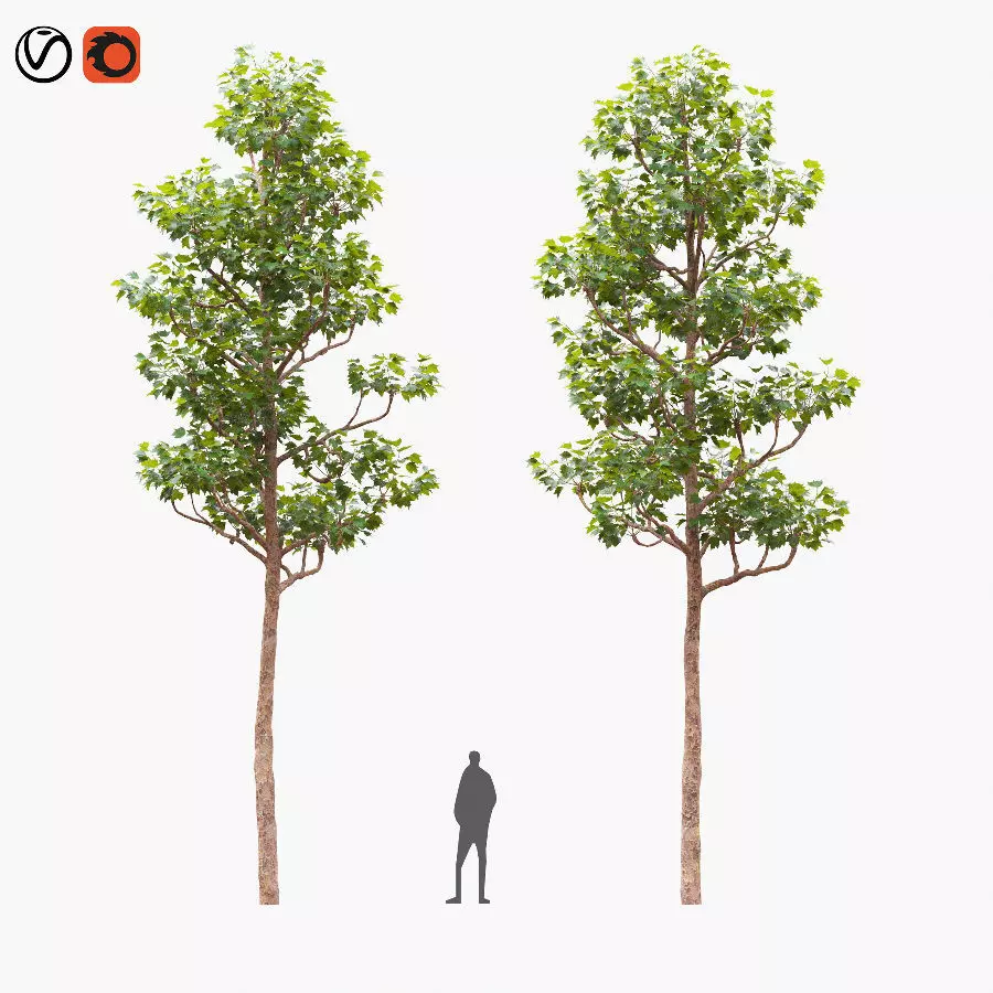 Pollarded London planetree 10m 3D model_0
