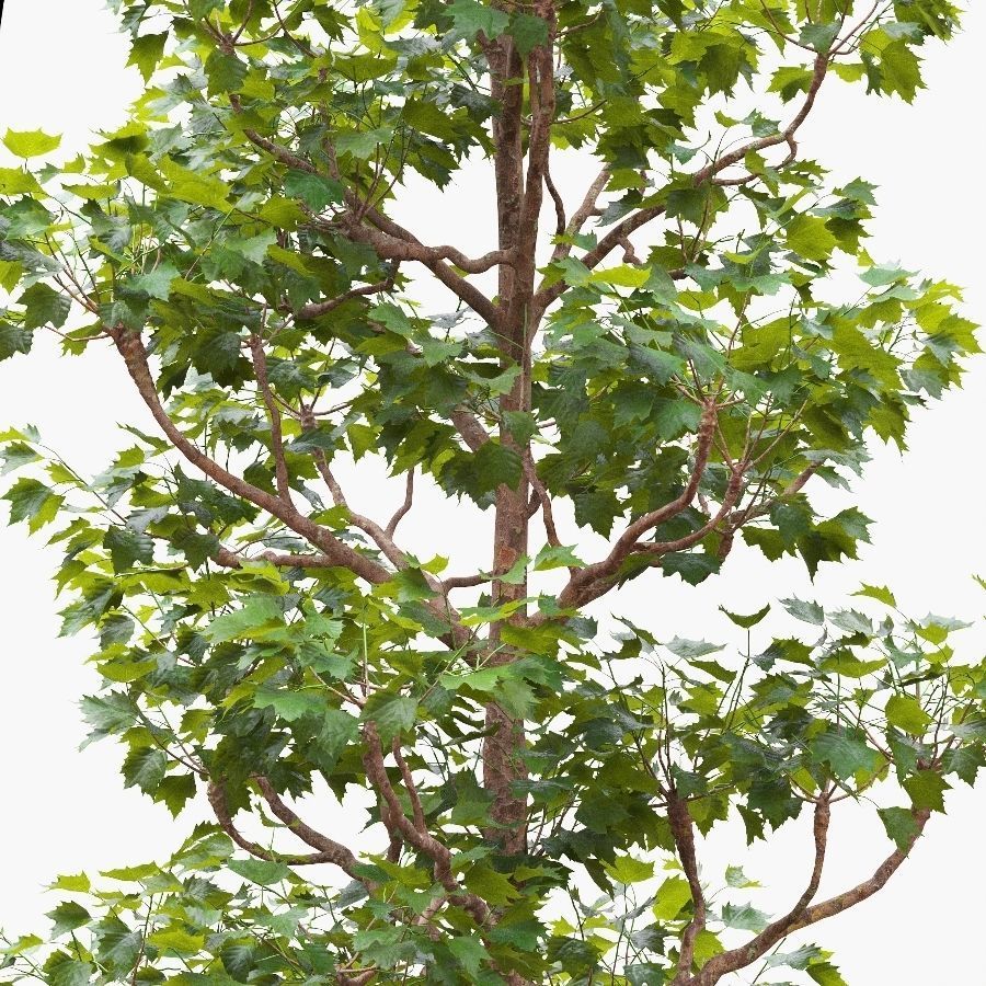 Pollarded London planetree 10m 3D model_1