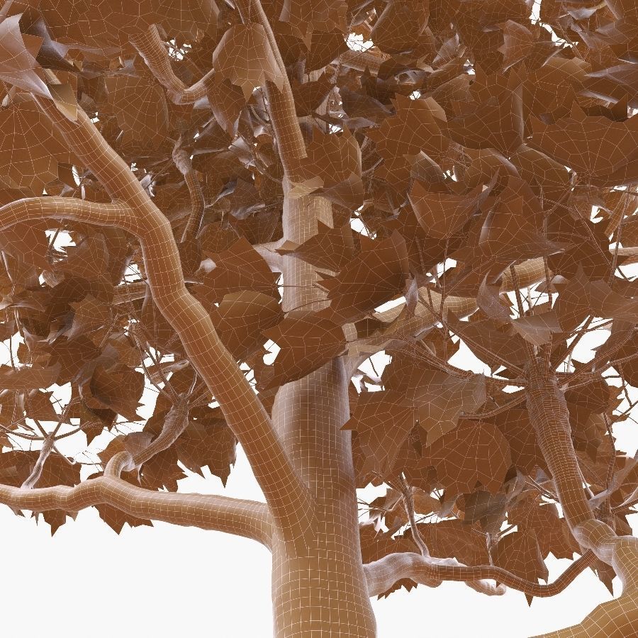 Pollarded London planetree 10m 3D model_3