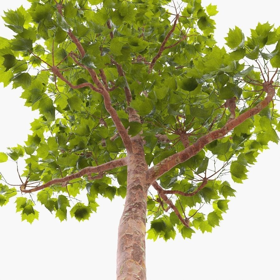 Pollarded London planetree 10m 3D model_2