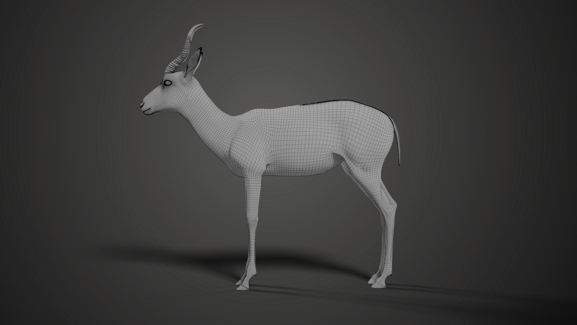 Springbok Animated 3D model_14
