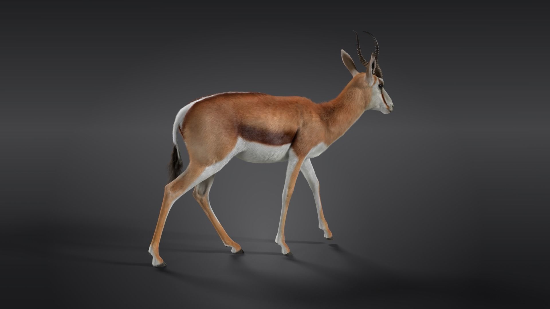 Springbok Animated 3D model_8