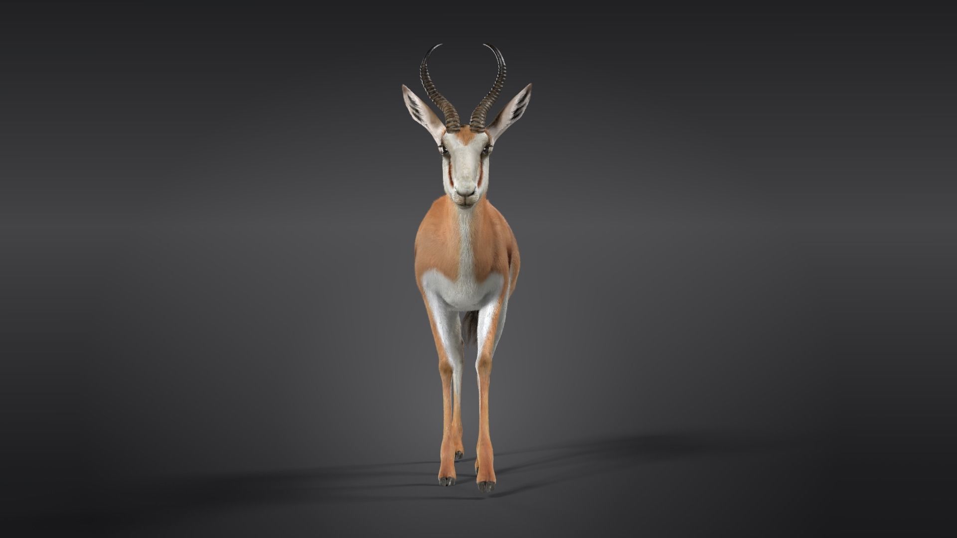 Springbok Animated 3D model_6