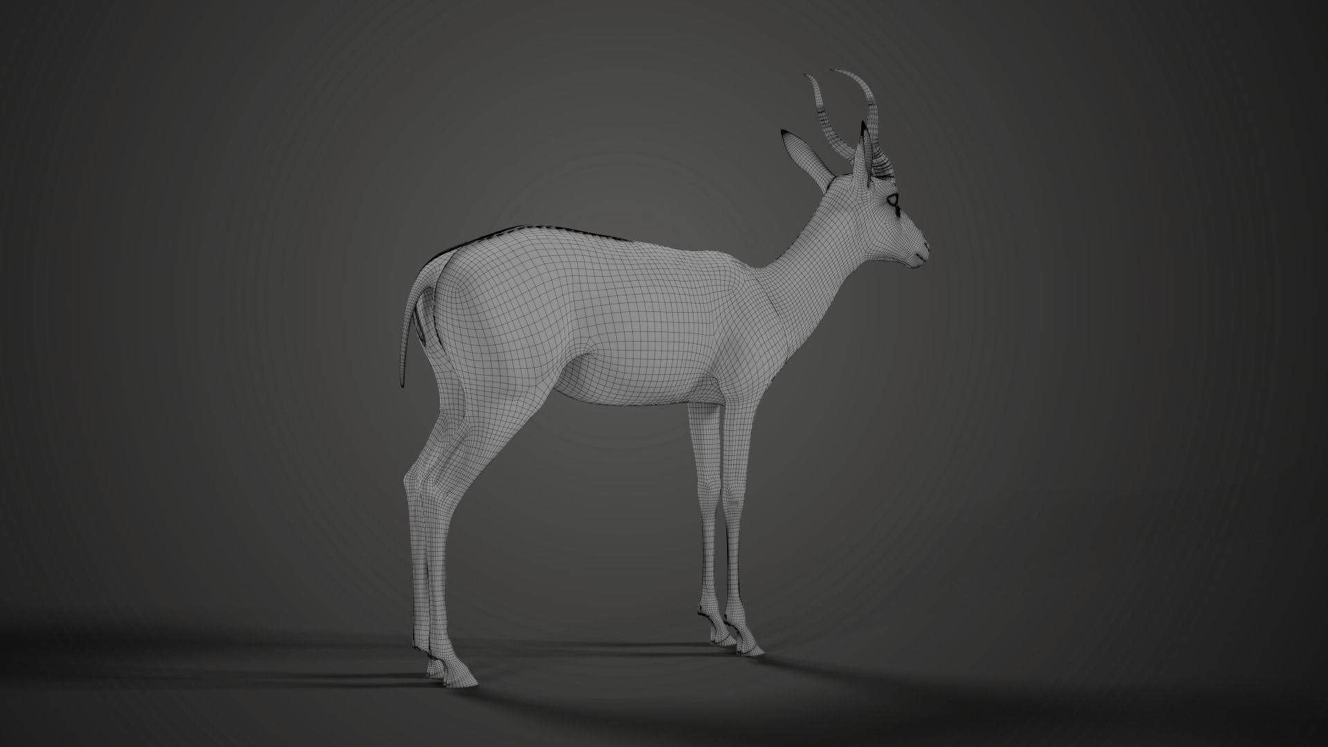 Springbok Animated 3D model_17