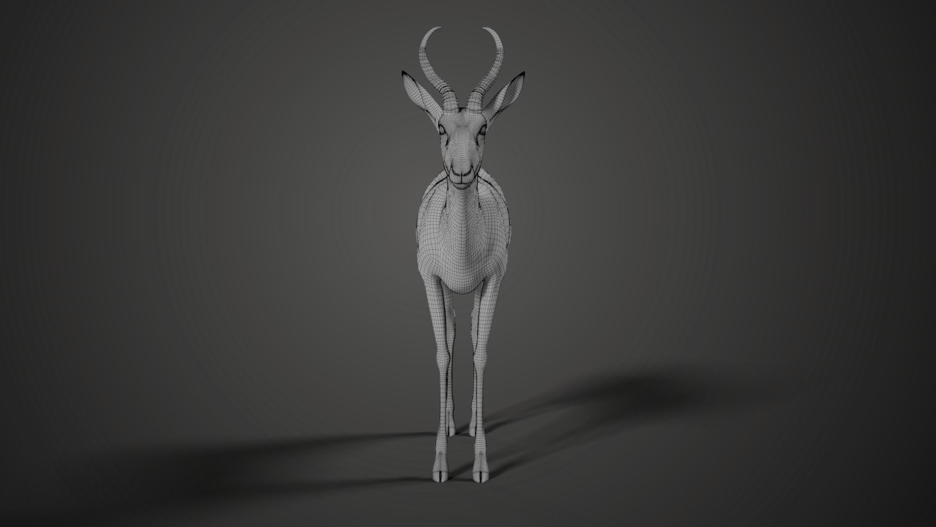 Springbok Animated 3D model_13