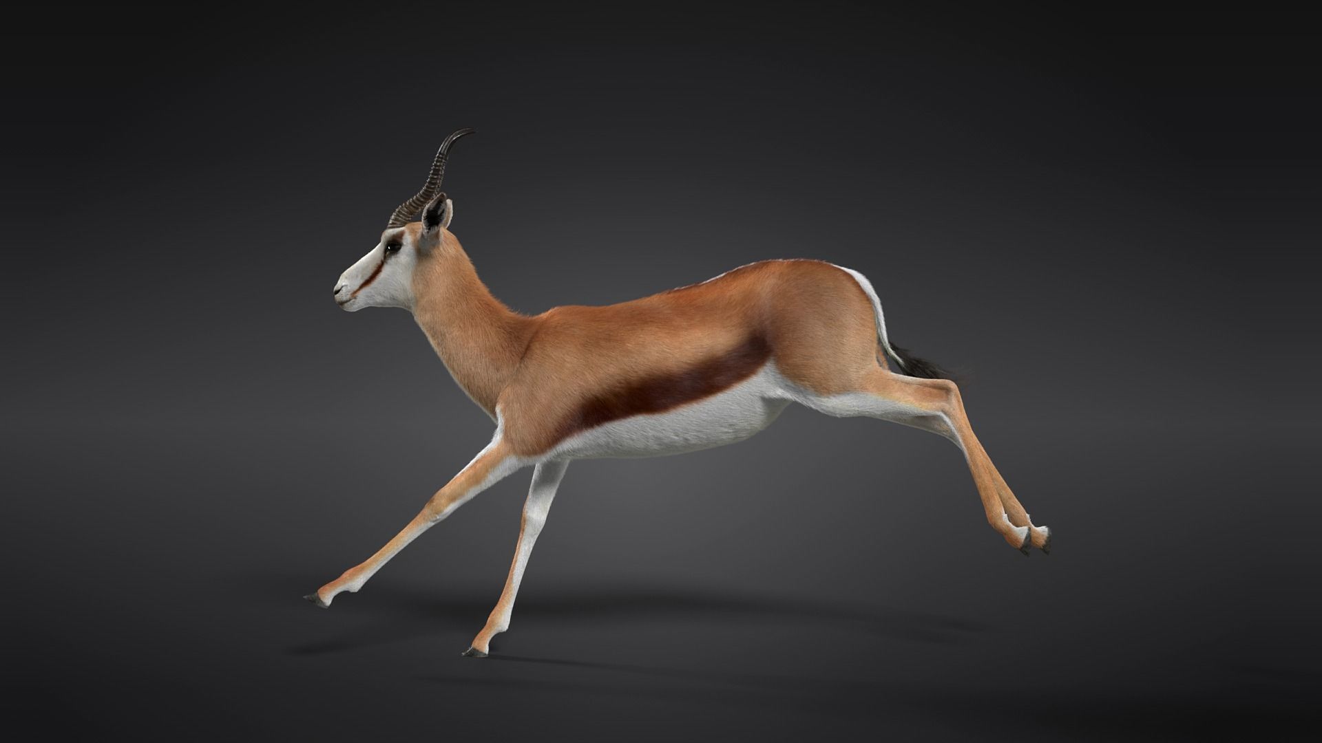 Springbok Animated 3D model_10
