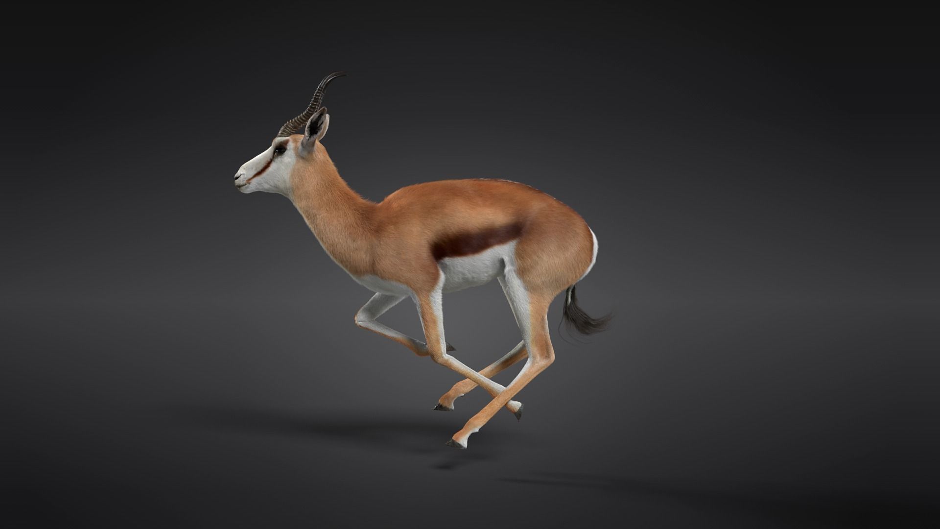 Springbok Animated 3D model_11
